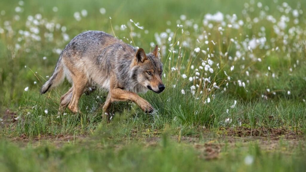 オオカミの射撃がより簡単に一歩近づく：ボールは今や EU のコートにある