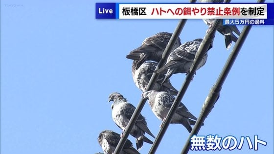 板橋区でハトにエサをやると5万円没収