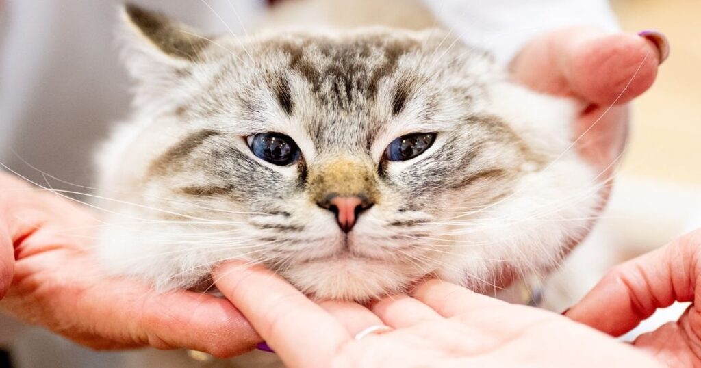 18キロの巨大ぽっちゃり猫、里親に引き取られた1年後に「激変」し話題に（アメリカ）