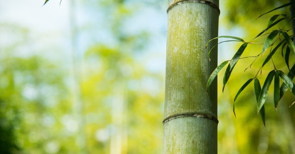 「ユンボないと無理」 竹林がなぜ“凶悪”なのか分かる開墾風景が壮絶すぎる 「抜根抜根！ オラーッ！」