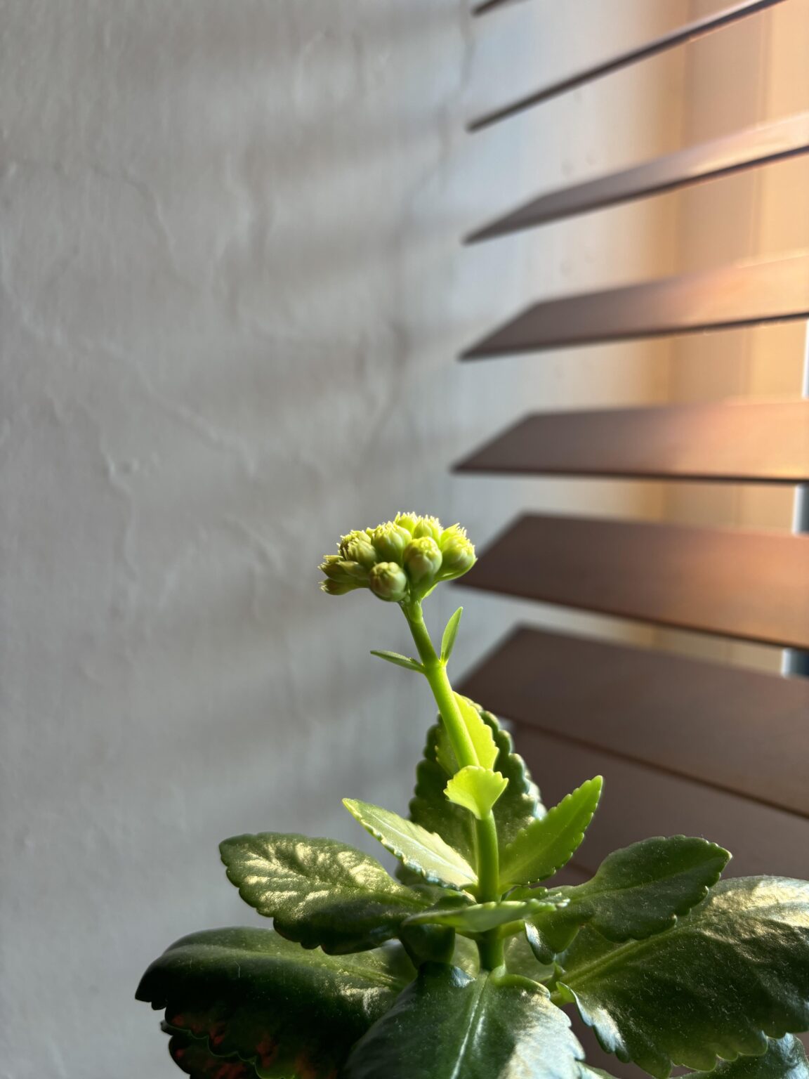 これからのより良い日々を写真に撮りました…