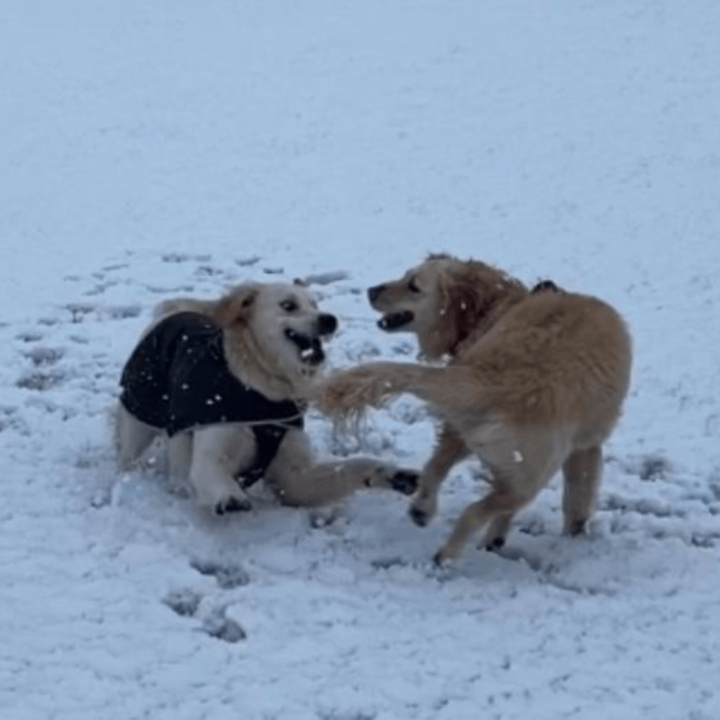 少なくとも誰かは楽しんでいます❄️
