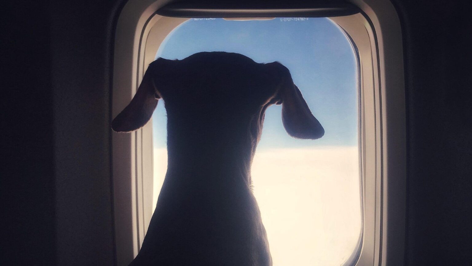 介助犬に座席を奪われた乗客が怒り 「ありえない」航空会社の対応に非難の声