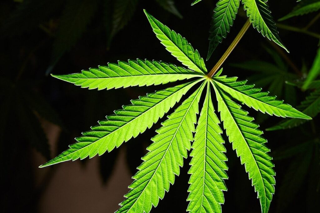 大麻に関する5つの新発見、心臓病や依存症など害の証拠が続々