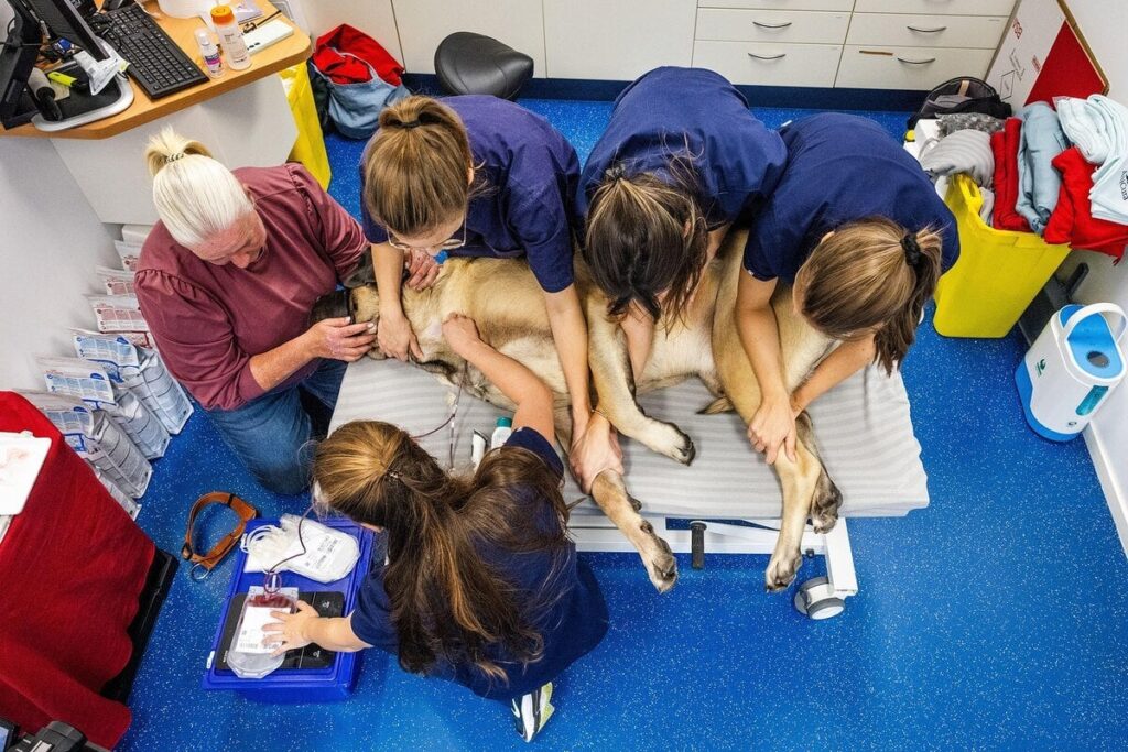 犬の血液バンク、他の犬の命を救う「静かなヒーローたち」の世界