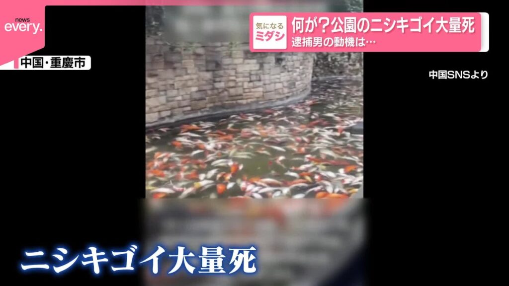 【何が?】公園のニシキゴイ大量死 逮捕男の動機は… 【何が?】公園のニシキゴイ大量死 逮捕男の動機は…