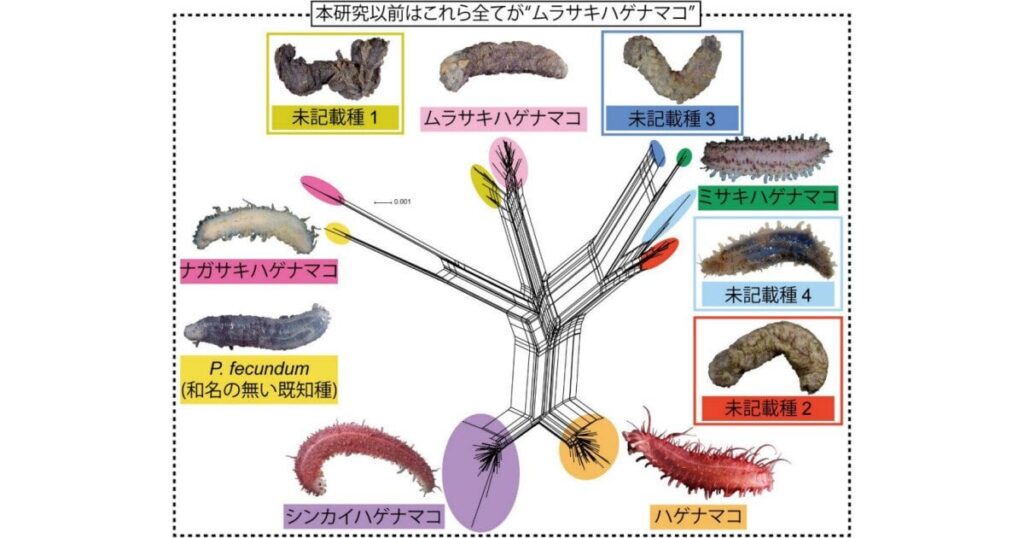 【また髪】1種だとされていた「ハゲナマコ属」本当は10種と判明！ - 科博などの調査