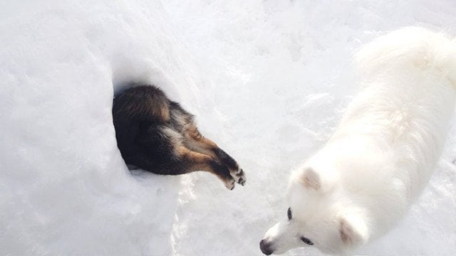 「雪遊びしていた犬が刺さってる」 謎すぎる光景に8.6万人驚がく...何があった？