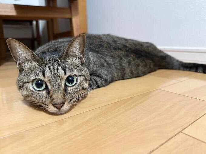 ツチノコにゃーんちゃん