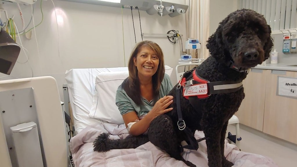 補助犬ダーコ、花火で死亡：「全国的な花火禁止を望む」