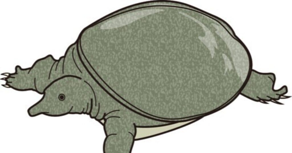 【実話】私はスッポン