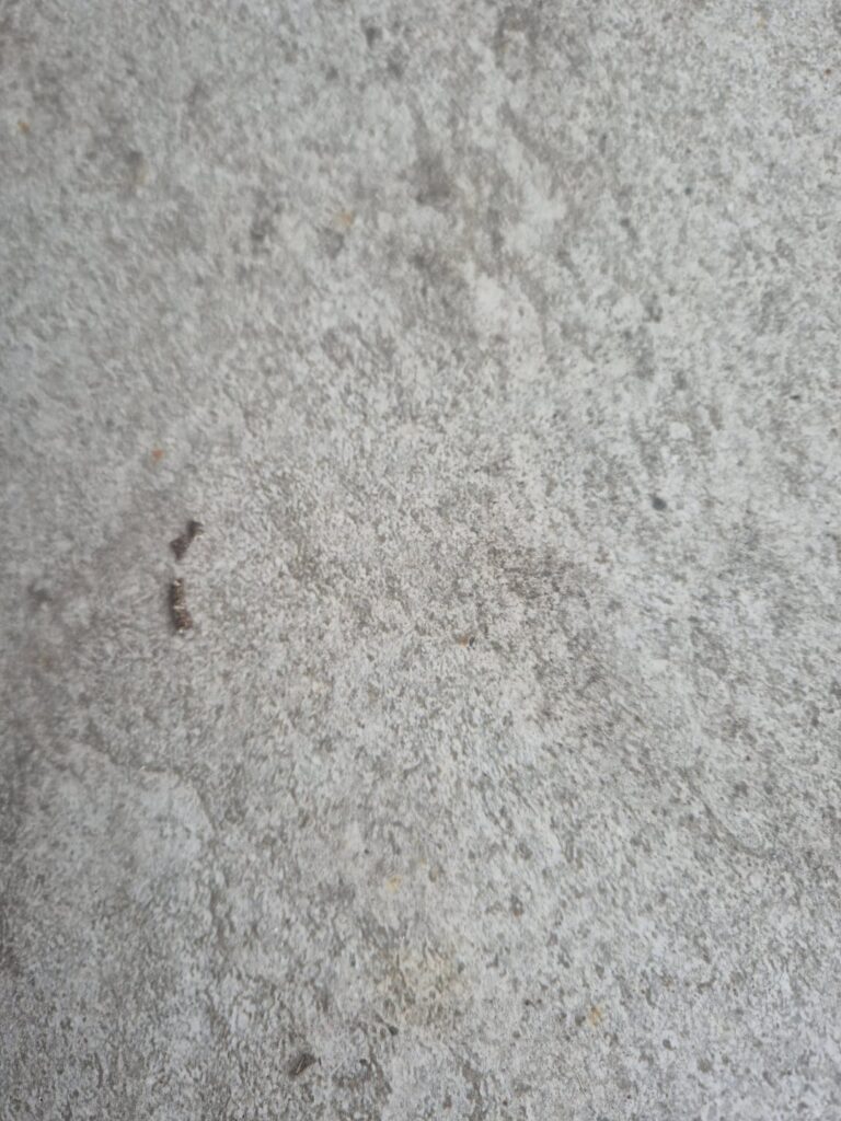 あれ、このネズミネズミの糞？