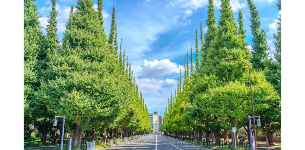植樹が逆効果に？ 木の種類を間違えると夜間の気温が上がるかも