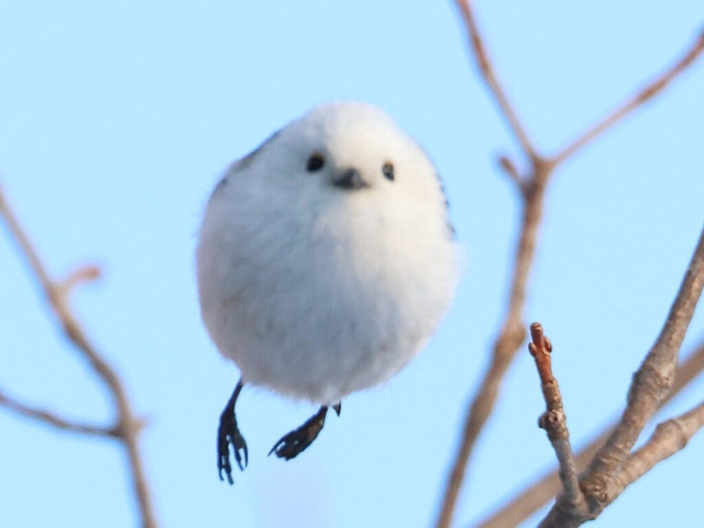 『空飛ぶ卵』と呼ばれた鳥　決定的な１枚に「お見事」「どうなってるんだ」