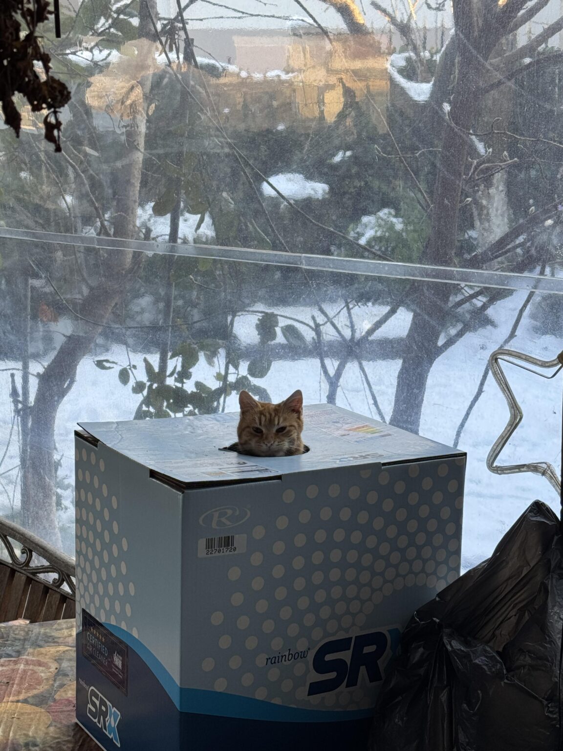 猫の家