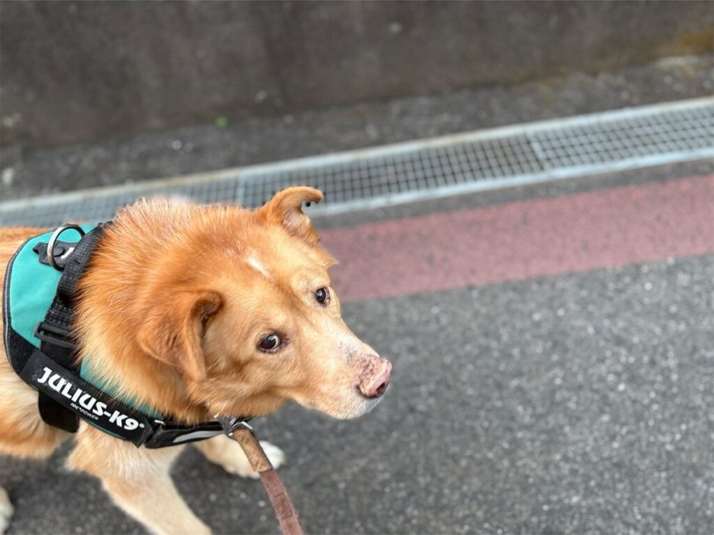 通りすがりの子供に「イヌ！」と言われた犬　飼い主に目配せして？「泣けてきた」