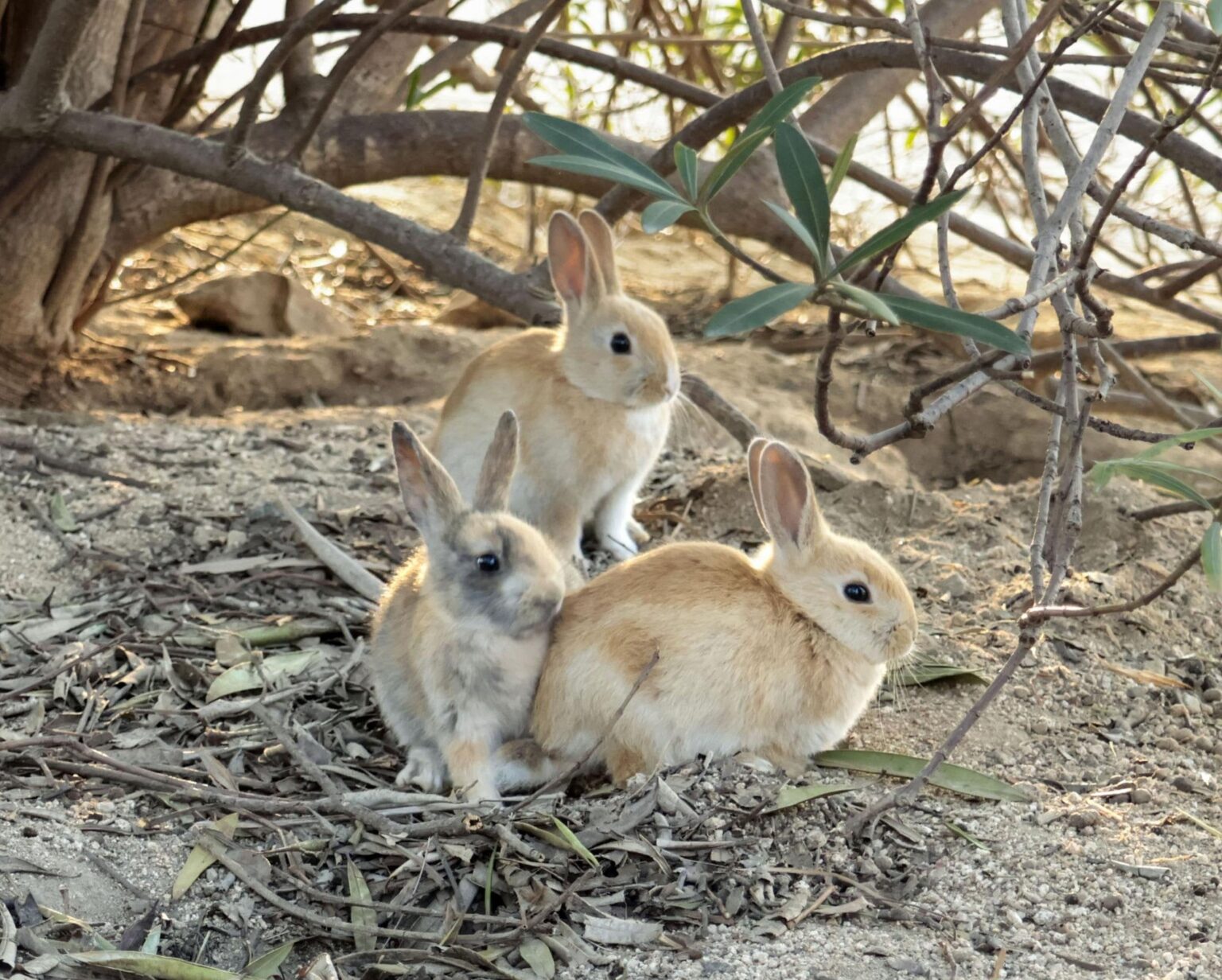 ウサギ蹴った疑いで男逮捕 広島大久野島、77匹死ぬ（共同通信） - Yahoo!ニュース
