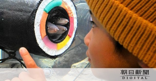 恵方巻き、アナゴがぎゅ～う シーパラで節分まで期間限定の展示