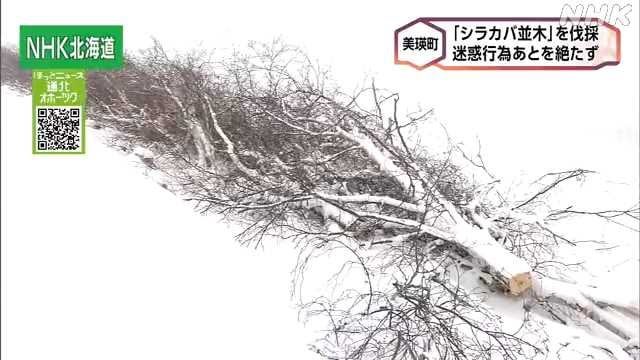 美瑛町の白樺並木伐採 観光客の迷惑行為や農作物の生育妨害で