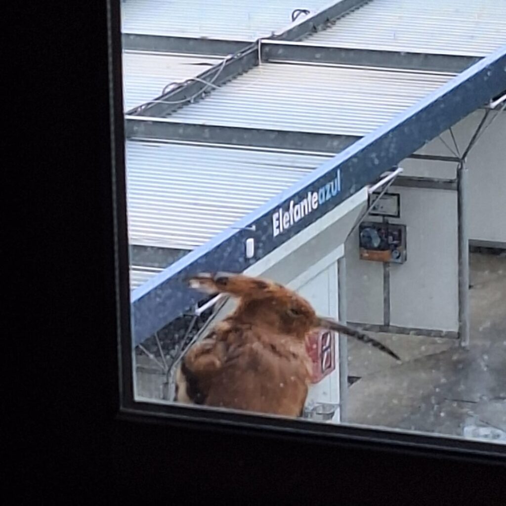 私の窓に今着地したこの鳥を識別するのを手伝ってください