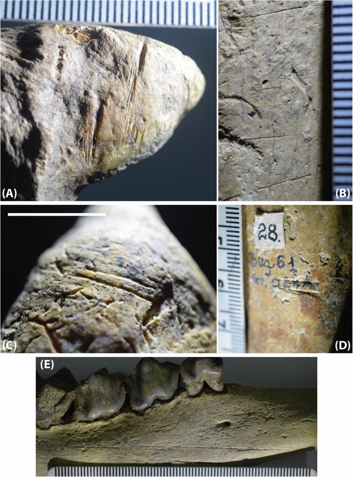 ルーマニアの化石は、人類が考えられていたよりも50万年前にヨーロッパにいたことを示している --