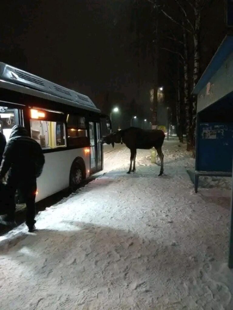 スウェーデン北部の通常の日