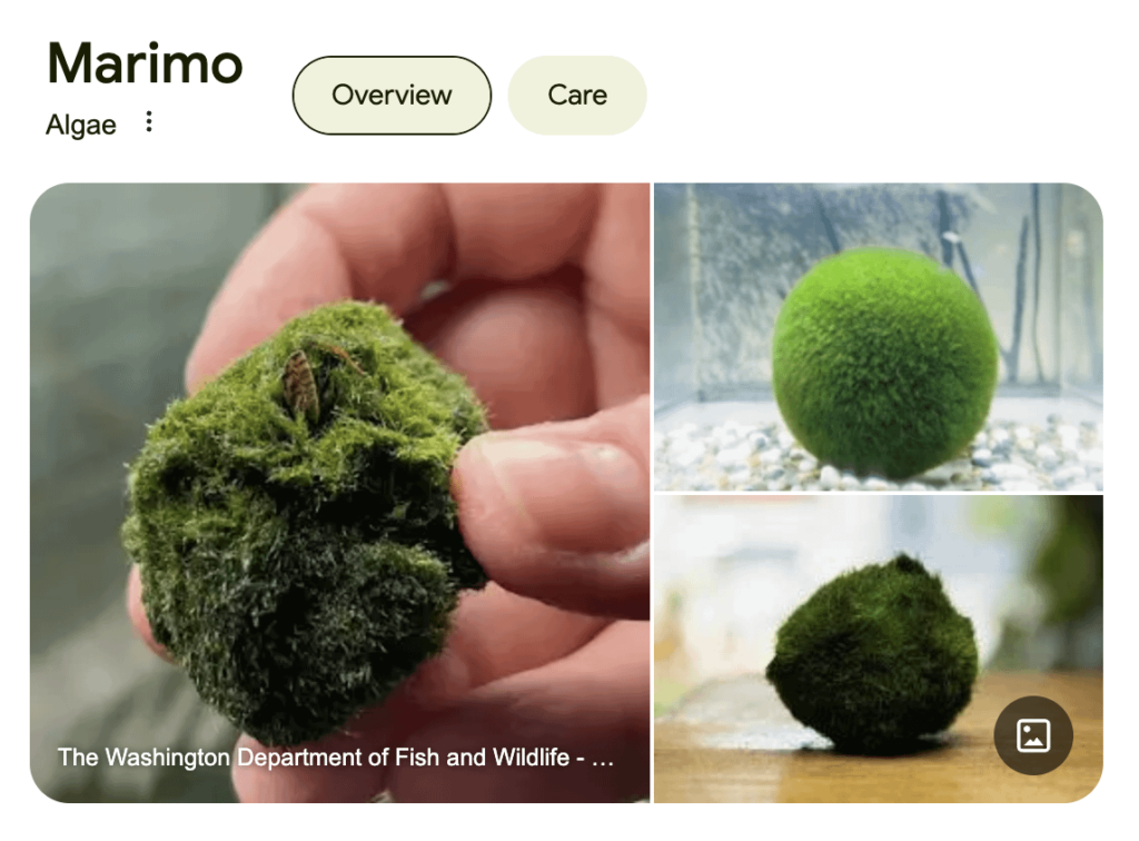 マリモの苔玉 - どこで買えるか知ってる人いますか？