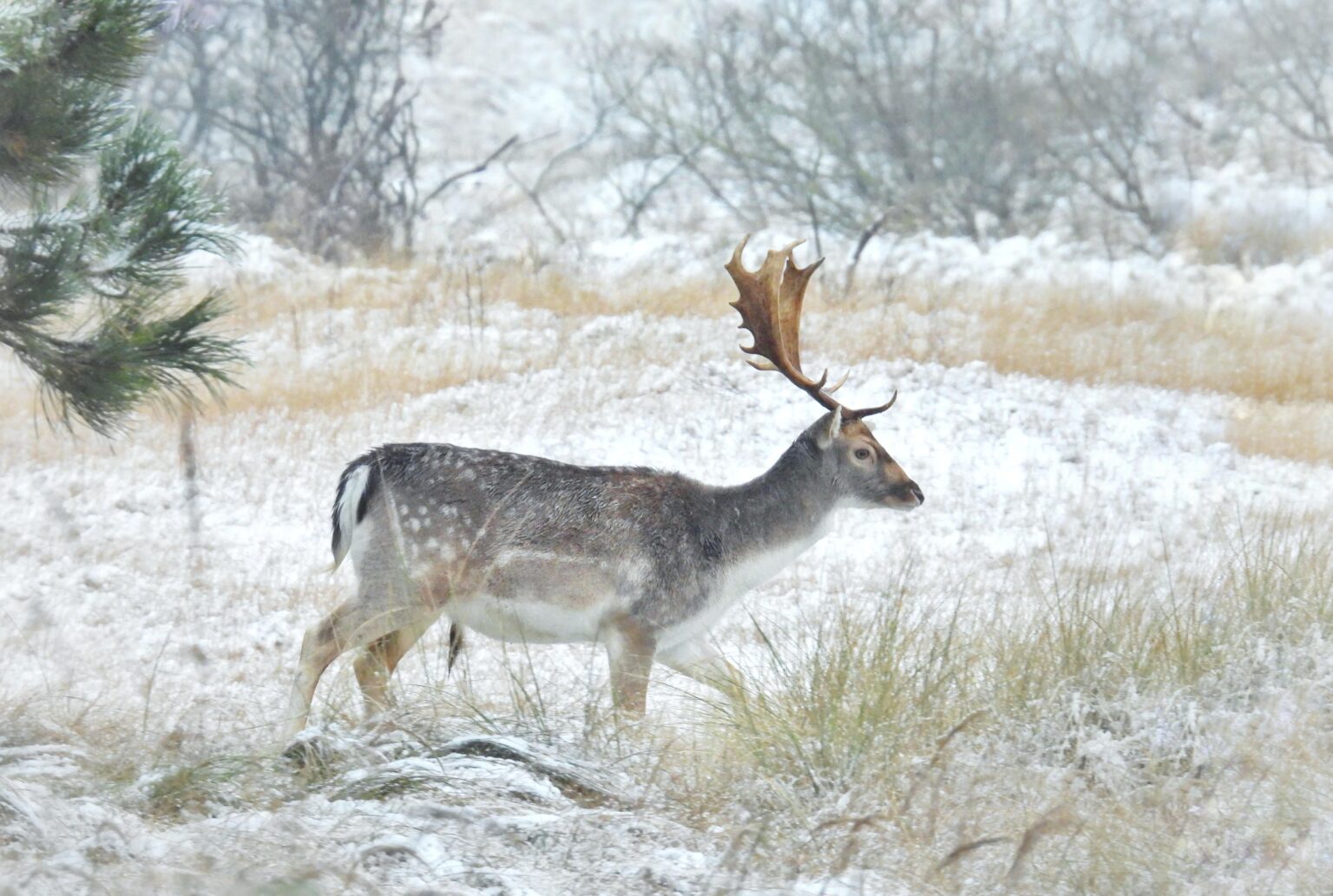 雪の中のダマジカ