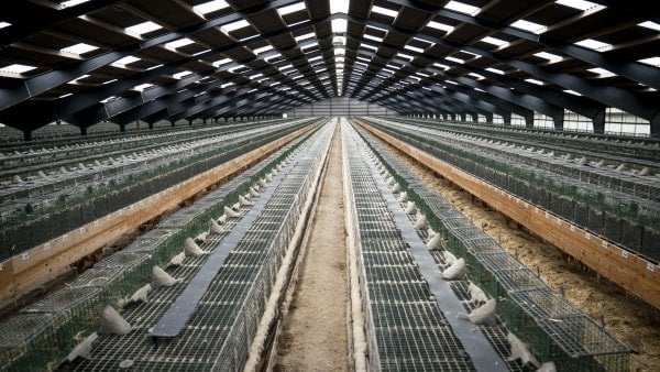 ミンクの10億ドルの値段が再び上昇中：さらに高額になる可能性も