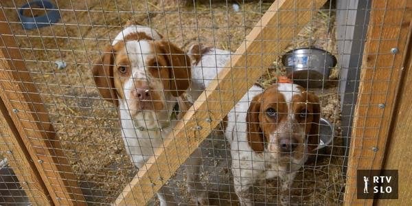 犬に対する手当はありません