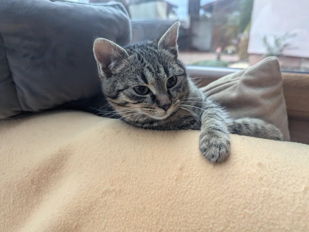 子猫と猫のお家を探しています、SNV