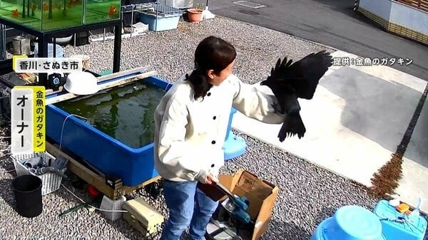 「痛い痛い！」襲撃ではなく“手乗り”!? “コミュ力高め”カラスが金魚専門店に連日出現！お行儀も良く 「カラスと友達になれると思ってなかった」 香川
