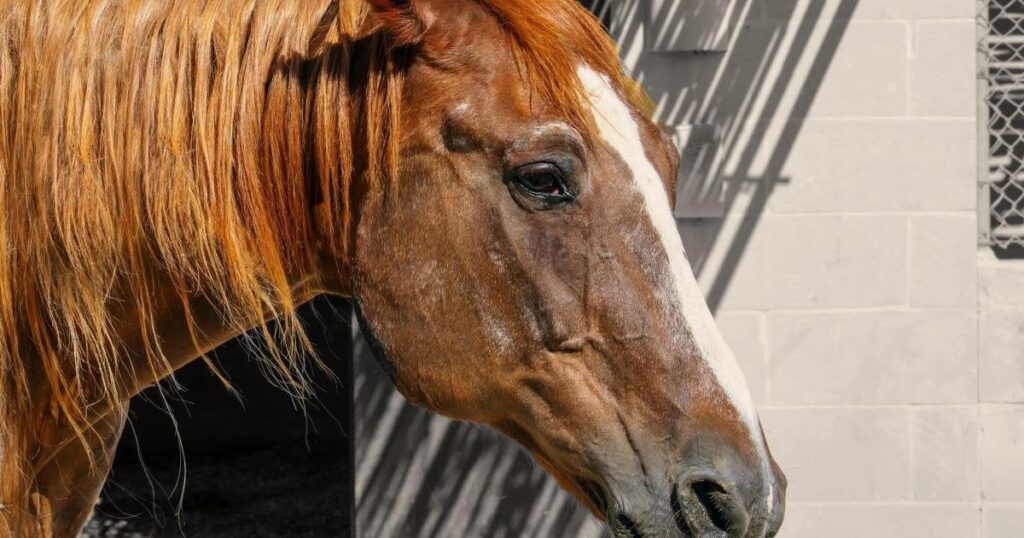 馬小屋よりも多くの馬