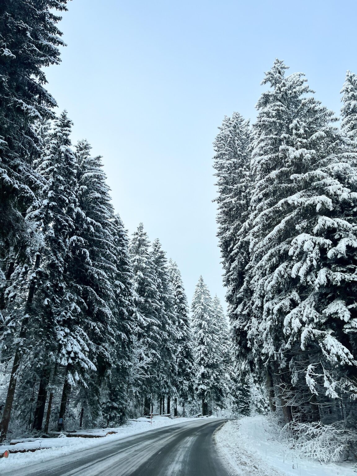 美しい山林 😀❄️🌲