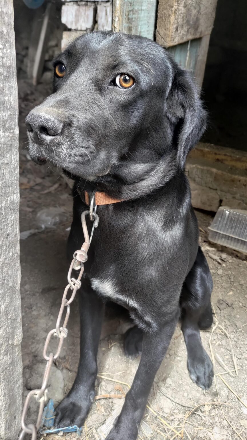 犬のシェルター