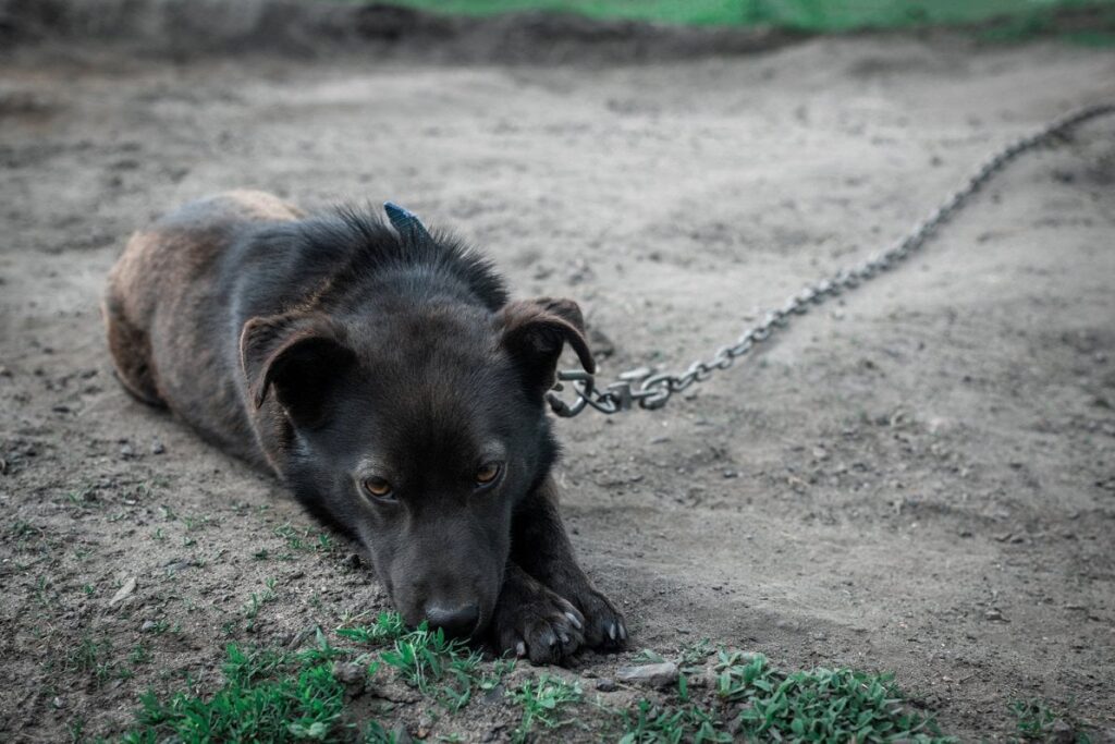 飼い主のいない犬に対する怒りの投稿