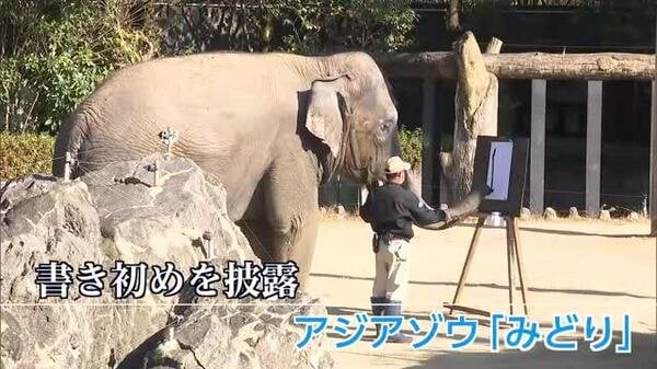 動物園の人気者が見事な筆遣い アジアゾウ「みどり」が書初めを披露 宮崎市・フェニックス自然動物園