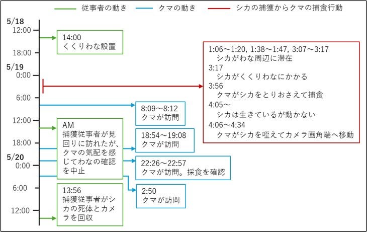 初記録：わなにかかった生きたシカを襲うツキノワグマ