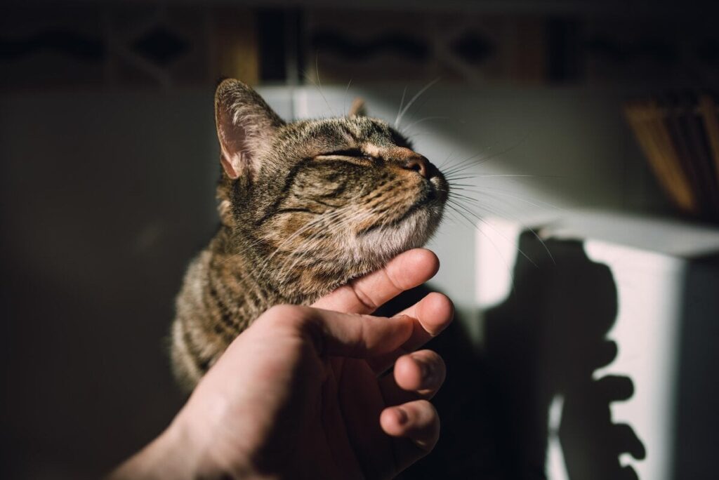 南極の基地でネコを飼いたい！　立ちはだかる高い壁に挑む科学者