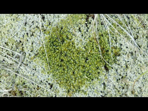 ラトビアの自然を収録したダブミュージックビデオ（ラトビア自然保護基金による支援）