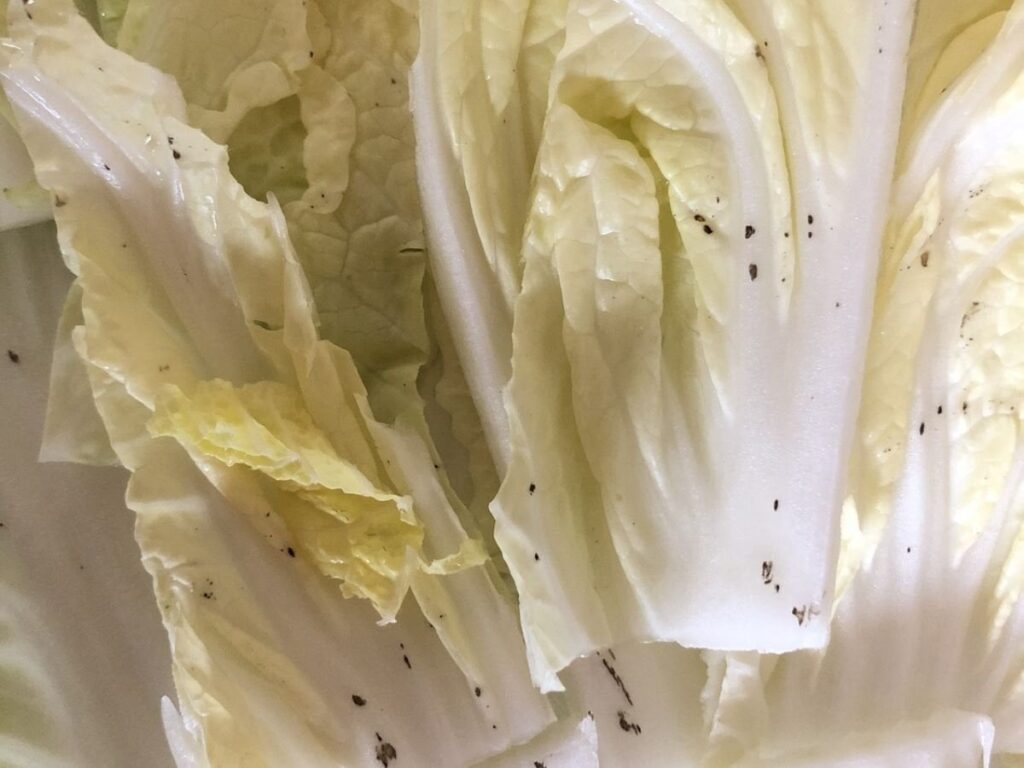 白菜の表面に黒い点々を見つけたら…　「そうだったのか！」「初めて知った」