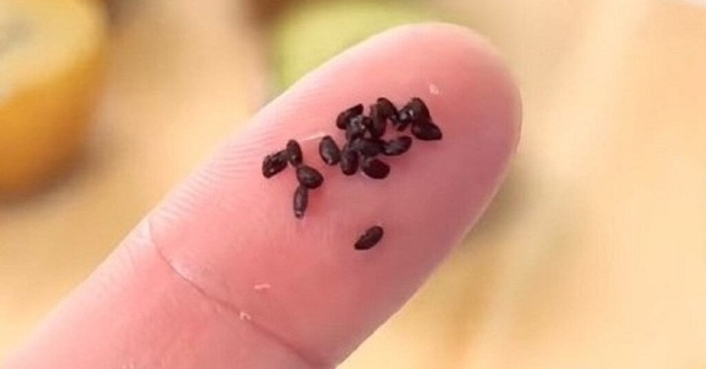 スーパーで買ったキウイ、食べ終わって種を取り出したら…… 数年後のまさかの姿に仰天「すご！」「チャレンジしてみます」