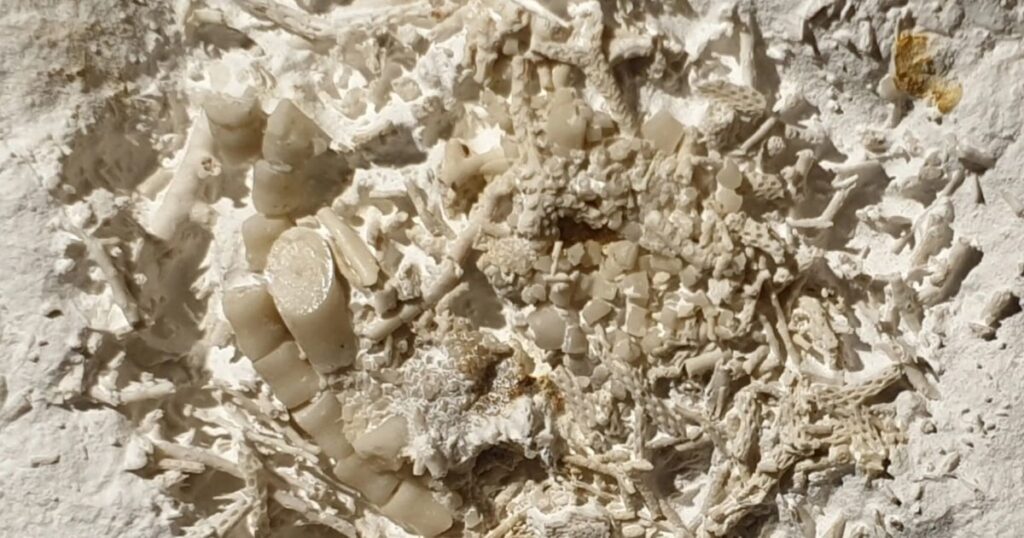 デンマークで発見された6600万年前の嘔吐化石