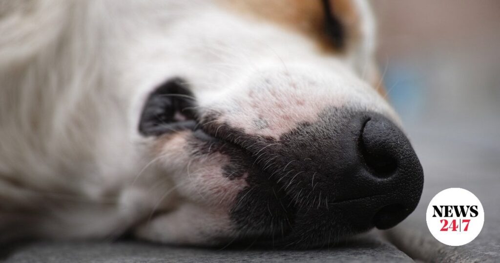 ユーボエアの残虐行為：彼らはゴミ箱で子犬を燃やしました