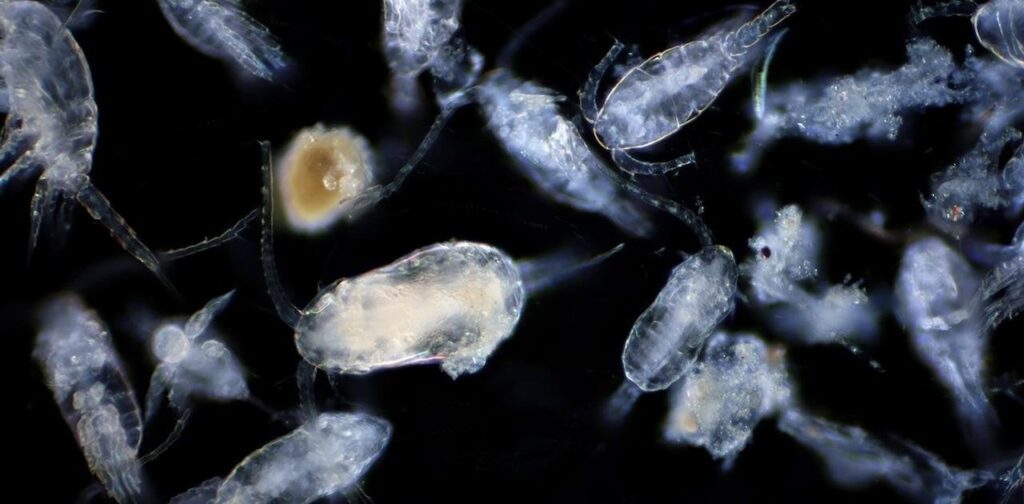 プランクトンのちっちゃなうんちが温暖化を止める？ 海底にCO2を封じ込める新手法｜ギズモード・ジャパン