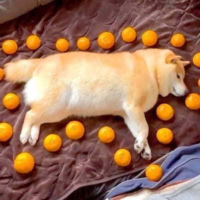 『みかんで柴犬のサイズを測ってみた』