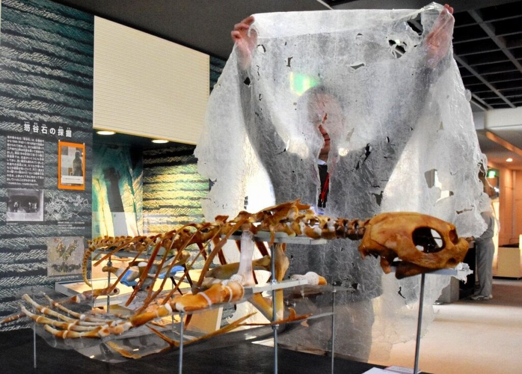 世界最大のウミガメ、体内から縦横1m超のプラごみ　クラゲと間違え食べた可能性　福井県