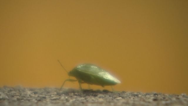 【速報】カメムシの悪臭を「芳香剤」に　中学生が100匹以上を捕まえ「甘い香り」成分の抽出に成功　「嫌われものを社会の役に立てたかった」製品化目指す方針　全国的に大量発生し問題に
