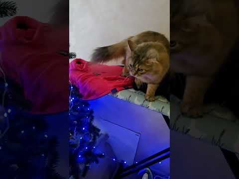 ああ、いいえ |ナファンティック🐾🎄