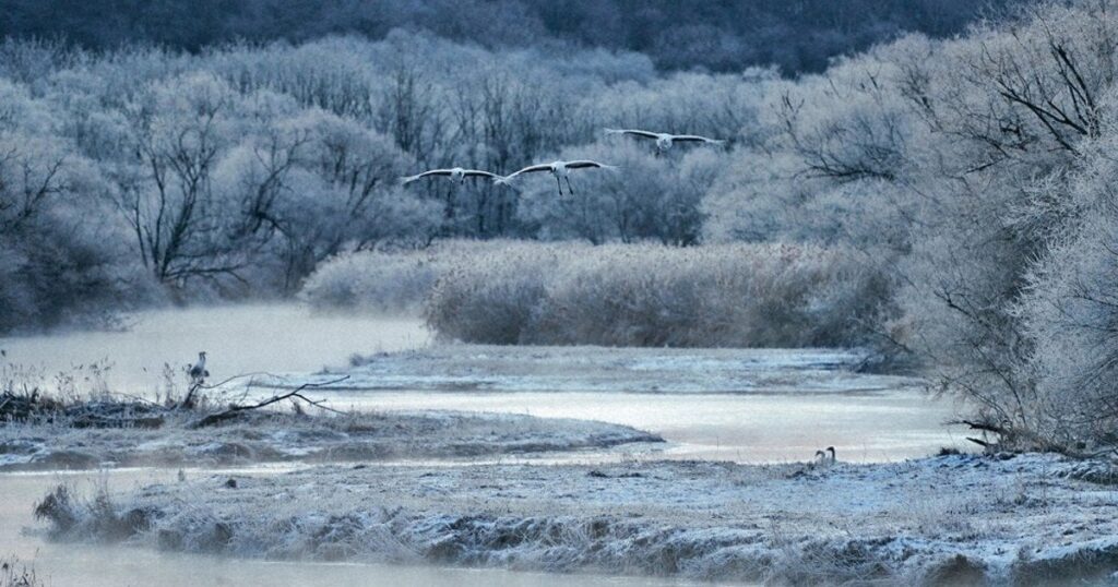 銀世界に飛び立つ◯ンチョウ　人に依存、すぐそこにある絶滅の危機